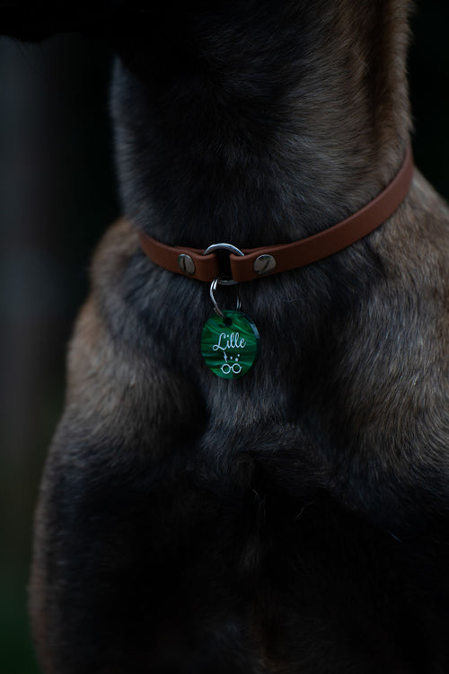 Hund mit braunem Lederhalsband und grüner personalisierter Hundemarke aus Acryl von Dog's Hundemarke