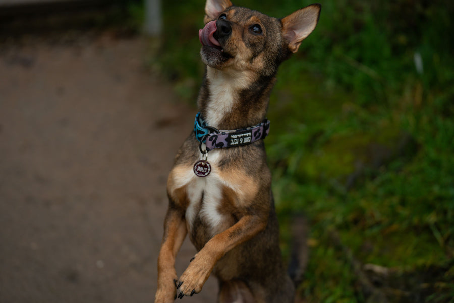 Acryl-Hundemarke mit Gravur von Dog's Hundemarke, präsentiert am Hundehalsband