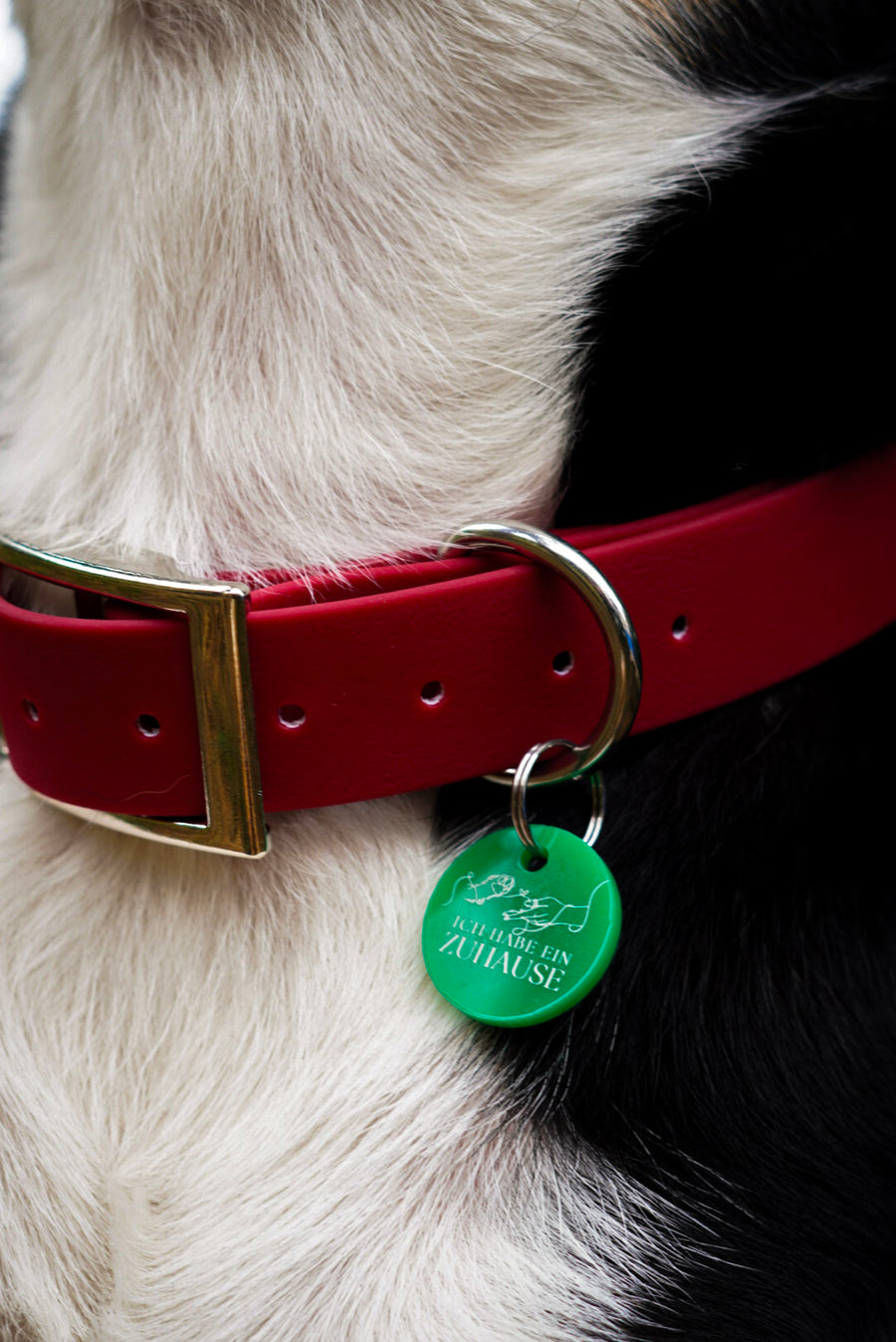 Hund mit mehreren personalisierten Hundemarken von Dog's Hundemarke