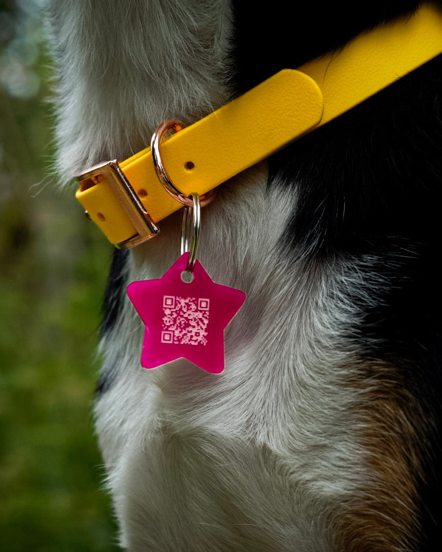 Hund mit personalisierter Hundemarke aus Acryl von Dog's Hundemarke am Halsband, Nahaufnahme