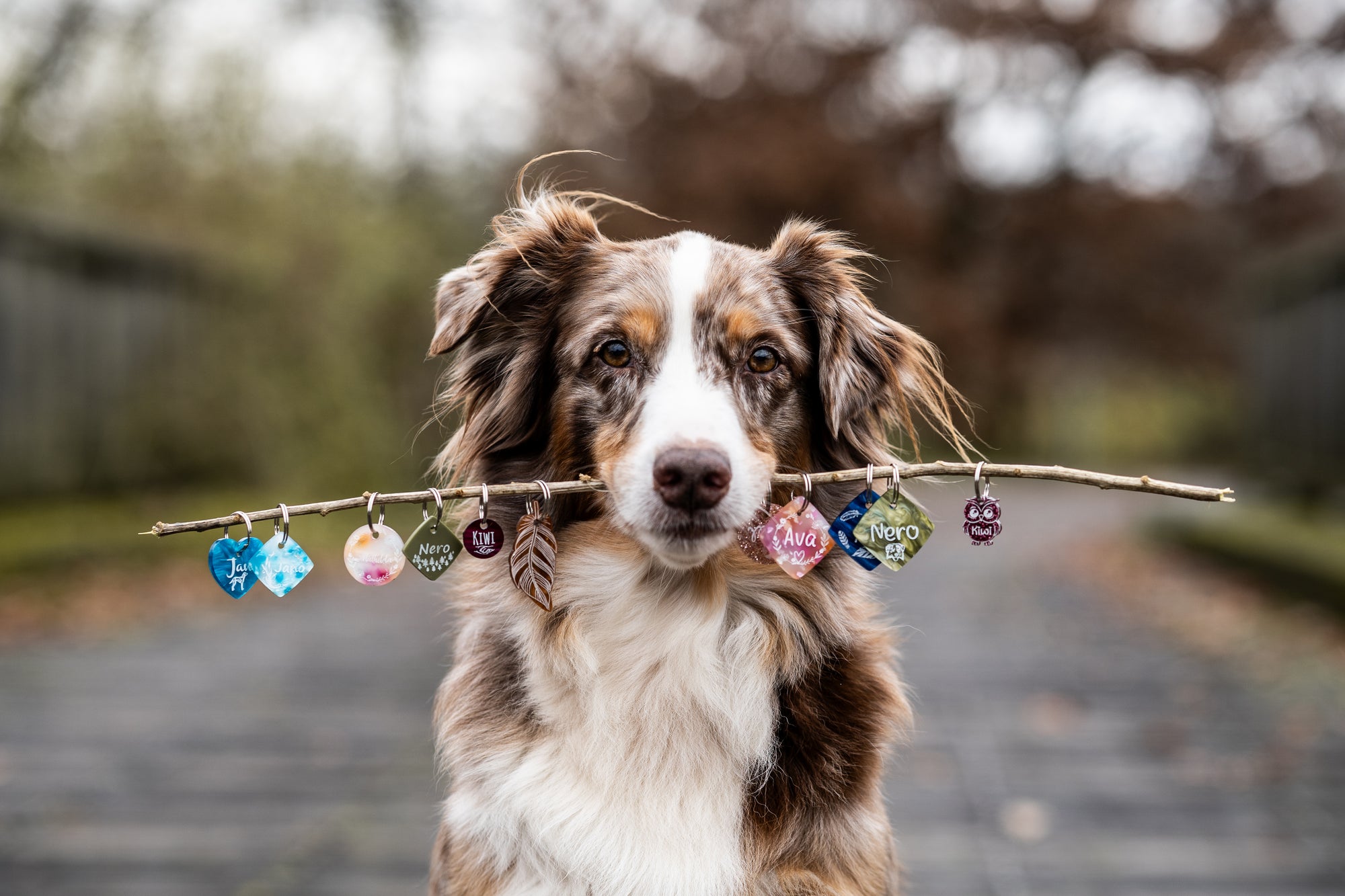 Hundemarke Überraschung