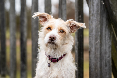 Hund mit einer personalisierten Hundemarken mit Gravur — handgefertigt von Dog's Hundemarke"