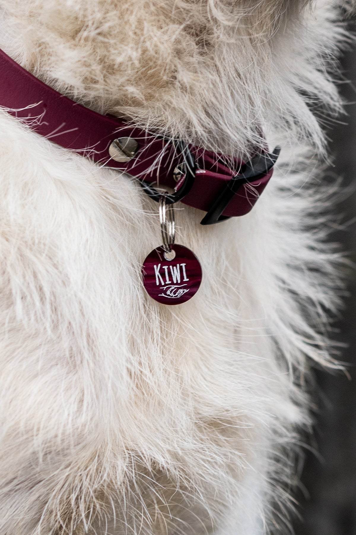 Dog's Hundemarke mit Gravur aus Acryl, handgraviert in Sinzing