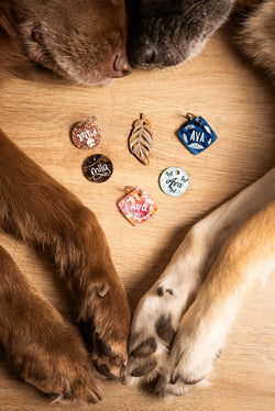 Verschiedene Hundemarken mit Gravur von Dog's Hundemarke – in unterschiedlichen Formen, Farben und Schriften, handgraviert aus Acryl in Sinzing, fotografiert zwischen Hundepfoten