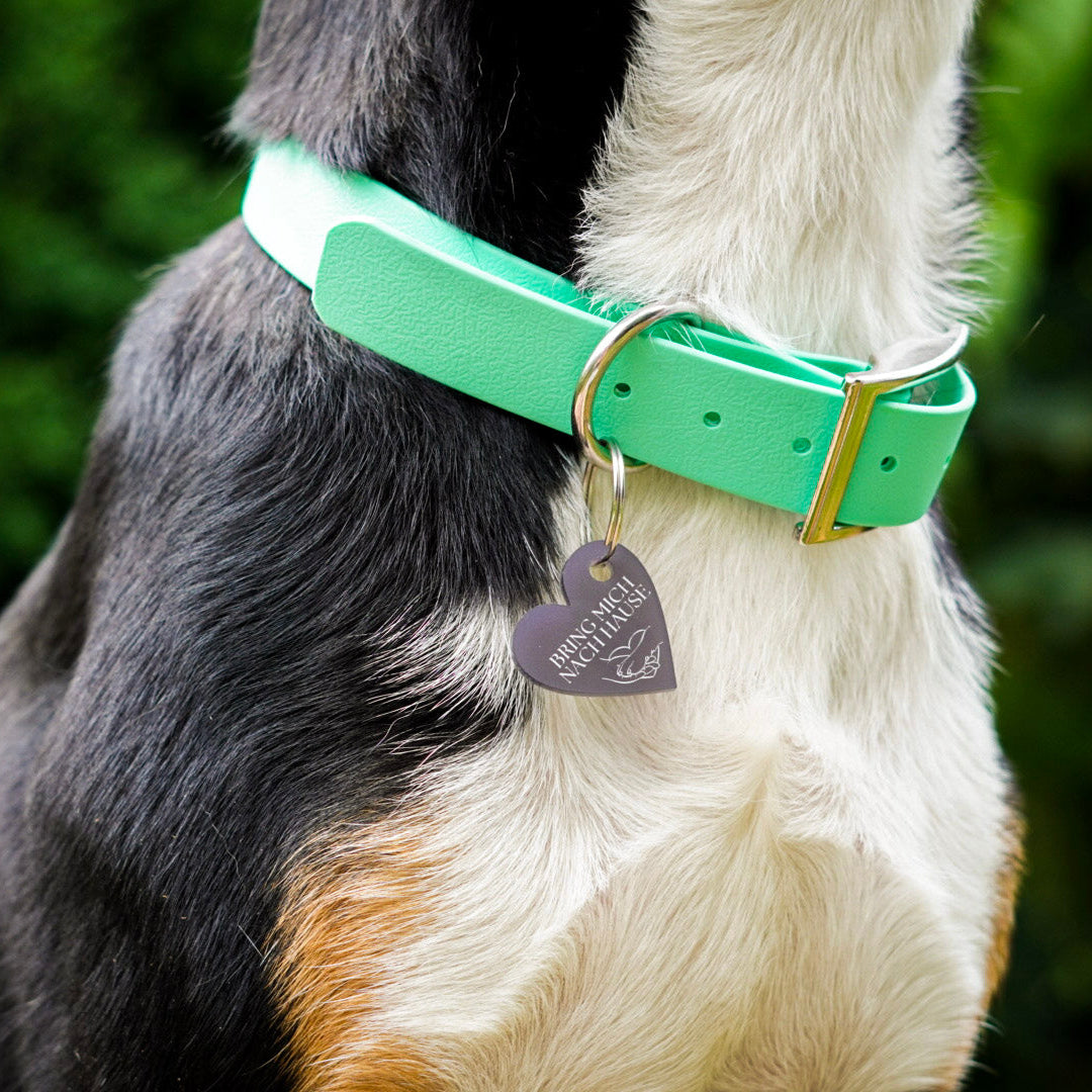 Hund trägt QR-Code Hundemarke in Herzform aus Acryl von Dog's Hundemarke am Halsband, dunkles transparentes Graphit-Lila