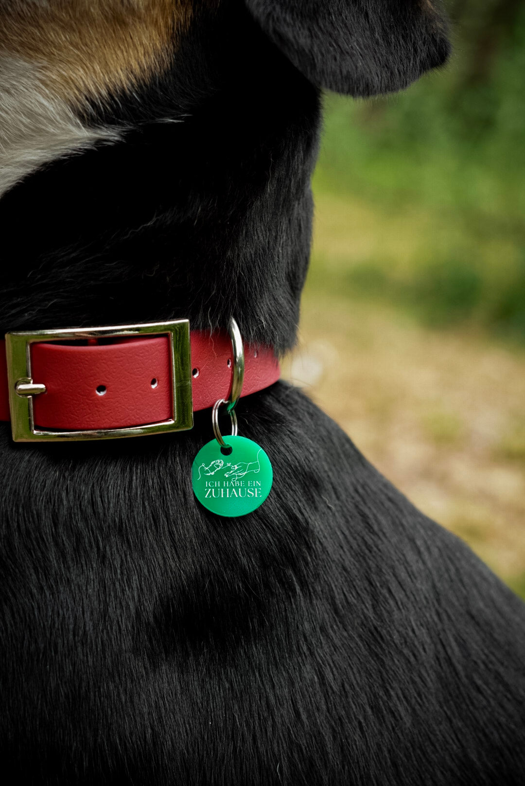 Hund trägt runde QR-Code Hundemarke aus Acryl von Dog's Hundemarke in kräftigem Grün am Halsband