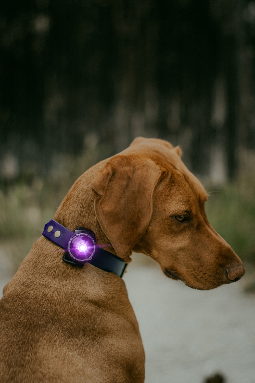Orbiloc Hund Doppel LED Licht für Hund 